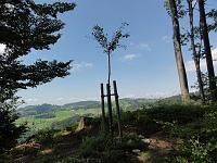  23. Juni 2012 - ein Sommersamstagnachmittag bei Samuels Ginkgo
